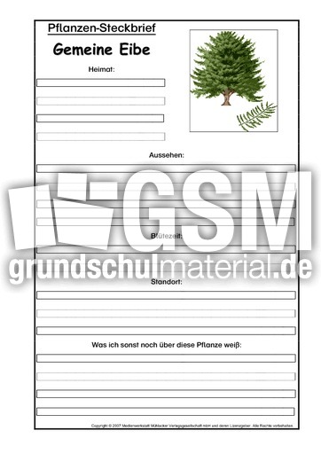 Pflanzensteckbrief-gem-Eibe.pdf